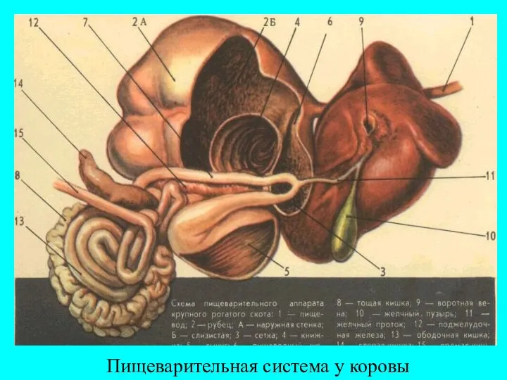 Пищеварительная система у коровы