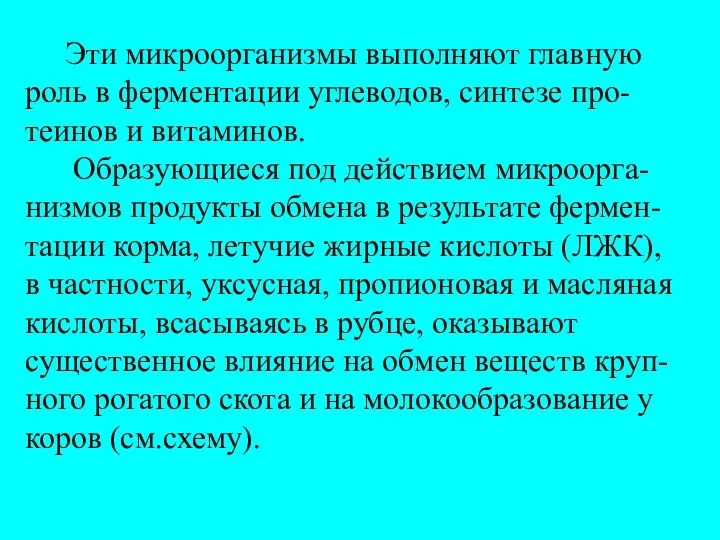 Эти микроорганизмы выполняют главную роль в ферментации углеводов, синтезе про-теинов и витаминов.