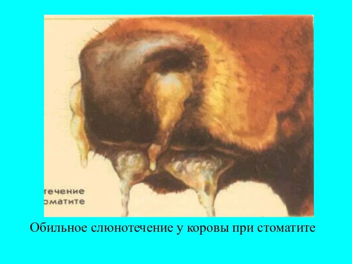 Обильное слюнотечение у коровы при стоматите