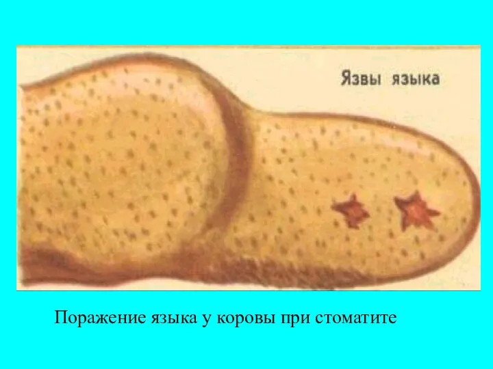 Поражение языка у коровы при стоматите