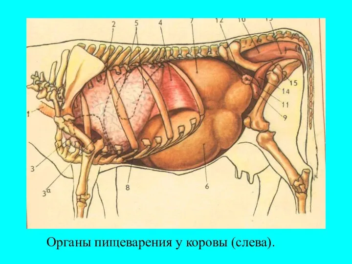 Органы пищеварения у коровы (слева).