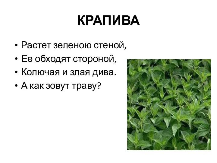 КРАПИВА Растет зеленою стеной, Ее обходят стороной, Колючая и злая дива. А как зовут траву?