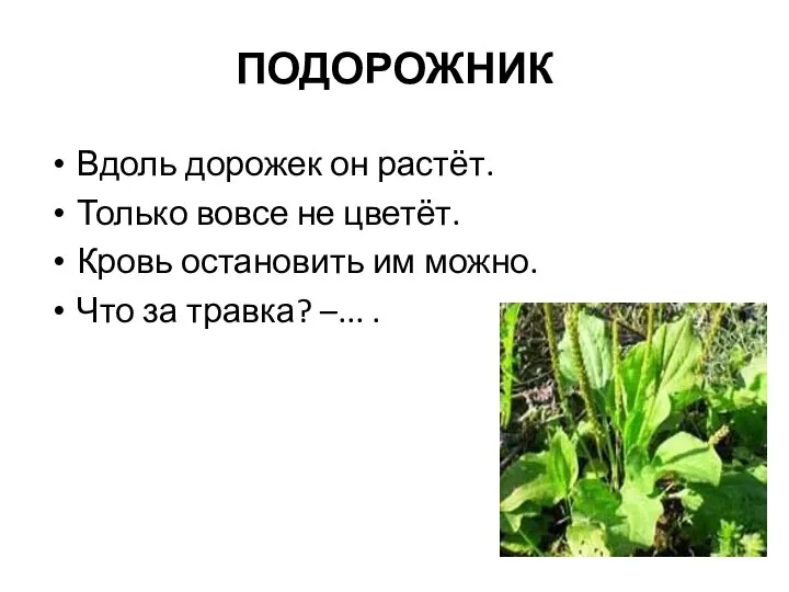 ПОДОРОЖНИК Вдоль дорожек он растёт. Только вовсе не цветёт. Кровь остановить им