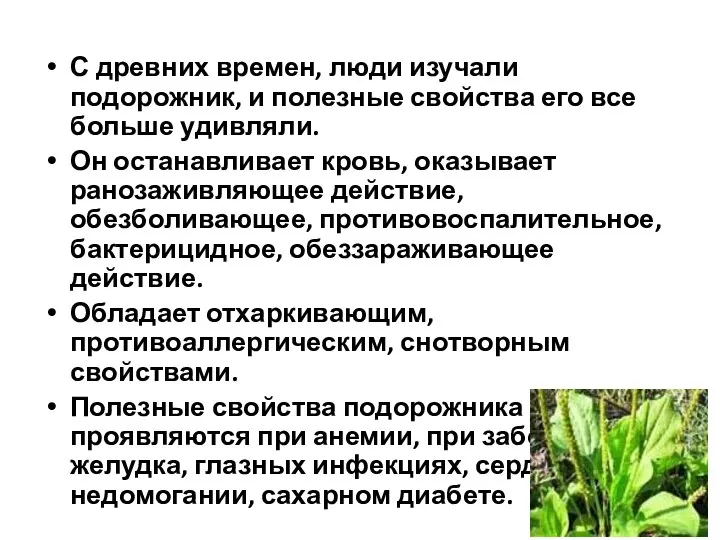 С древних времен, люди изучали подорожник, и полезные свойства его все больше