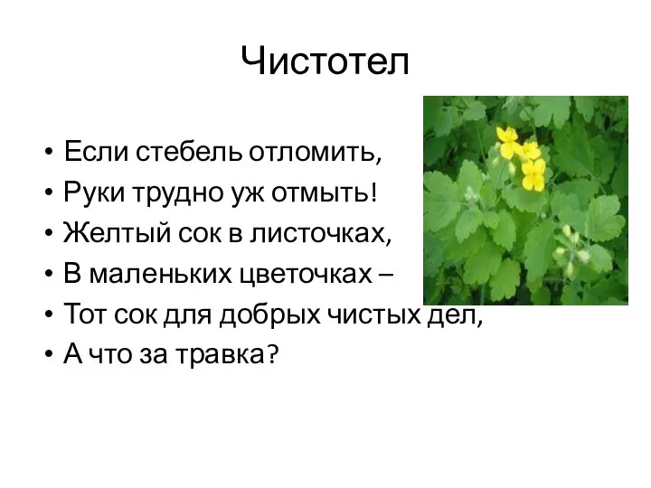 Чистотел Если стебель отломить, Руки трудно уж отмыть! Желтый сок в листочках,