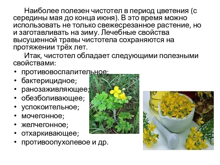 Наиболее полезен чистотел в период цветения (с середины мая до конца июня).