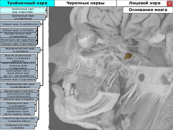 Тройничный нерв Тройничный узел (ggl. trigeminale) Тройничный нерв (n.trigeminus) Глазной нерв (n.ophtalmicus)