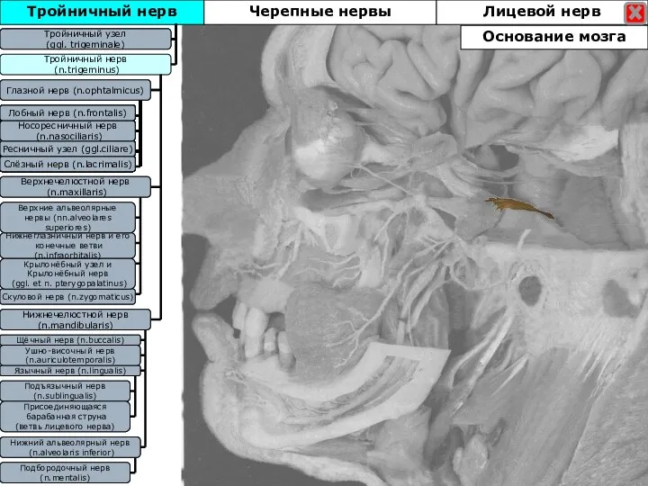 Тройничный нерв Тройничны узел (ggl. trigeminale) Тройничный нерв (n.trigeminus) Глазной нерв (n.ophtalmicus)