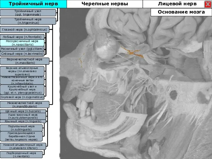 Тройничный нерв Тройничны узел (ggl. trigeminale) Тройничный нерв (n.trigeminus) Глазной нерв (n.ophtalmicus)