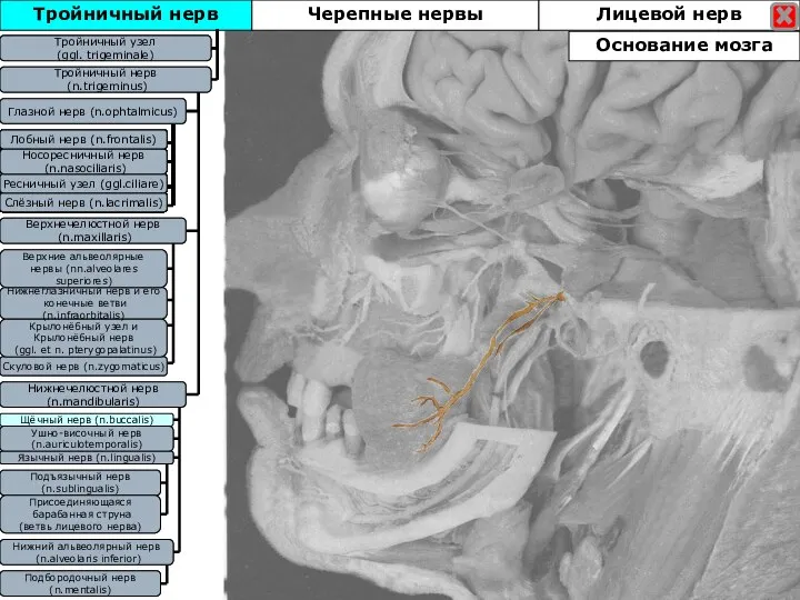 Тройничный нерв Тройничны узел (ggl. trigeminale) Тройничный нерв (n.trigeminus) Глазной нерв (n.ophtalmicus)
