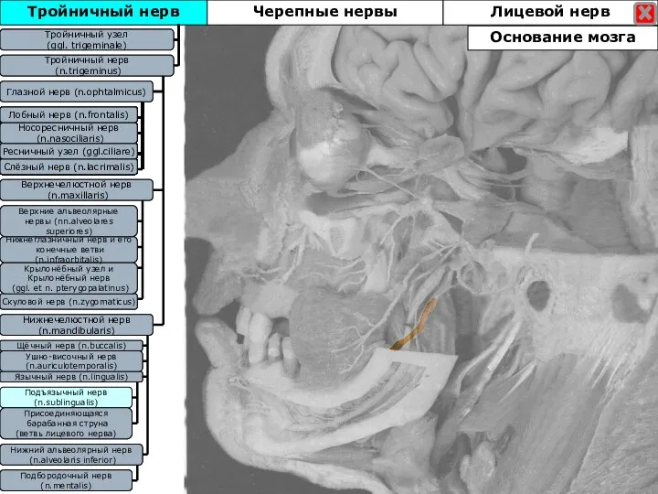 Тройничный нерв Тройничны узел (ggl. trigeminale) Тройничный нерв (n.trigeminus) Глазной нерв (n.ophtalmicus)