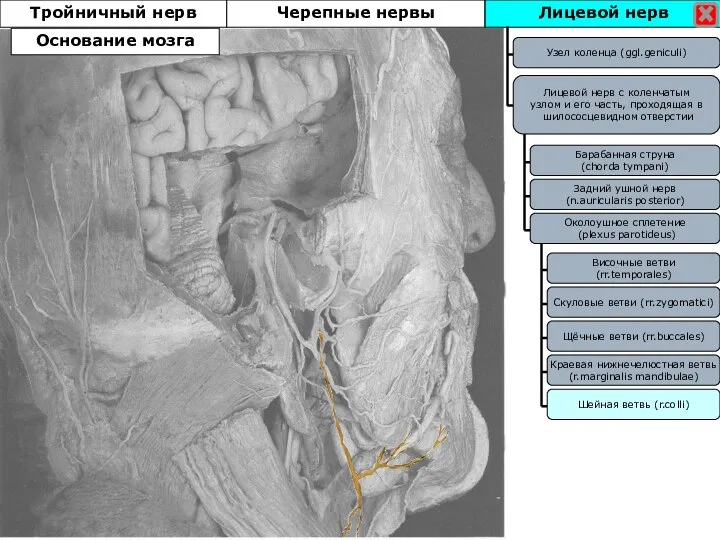 Лицевой нерв Тройничный нерв Узел коленца (ggl.geniculi) Лицевой нерв с коленчатым узлом
