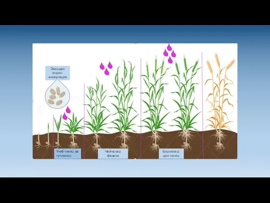 Униб чикиш ва тупланиш Экишдан олдин-инокуляция Найчалаш фазаси Бошоклаш-дон толиш