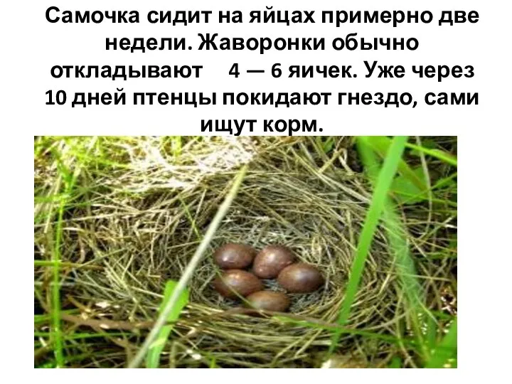 Самочка сидит на яйцах примерно две недели. Жаворонки обычно откладывают 4 —