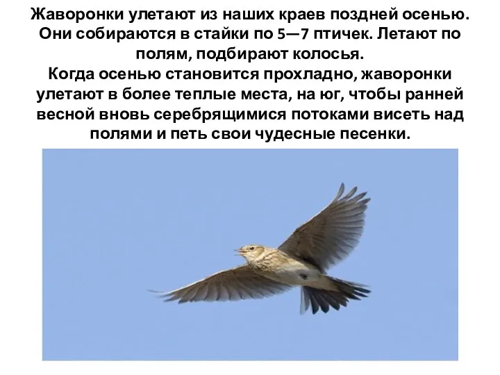 Жаворонки улетают из наших краев поздней осенью. Они собираются в стайки по