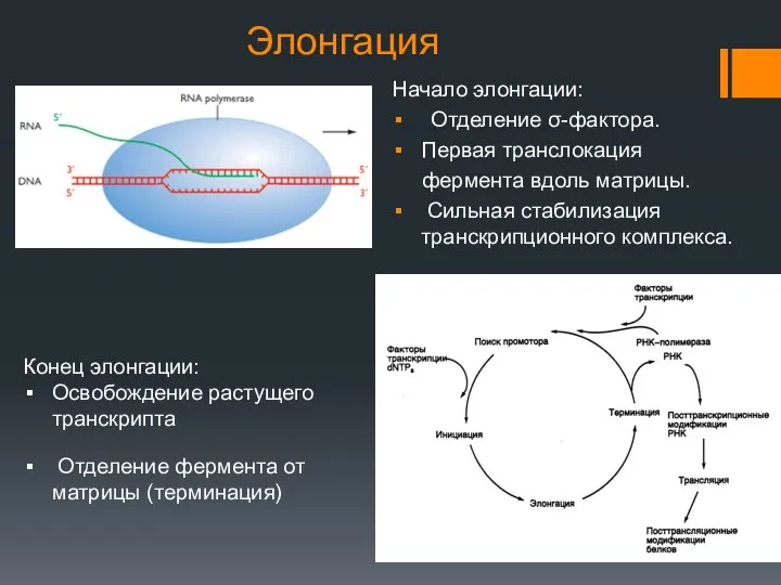 Элонгация Начало элонгации: Отделение σ-фактора. Первая транслокация фермента вдоль матрицы. Сильная стабилизация