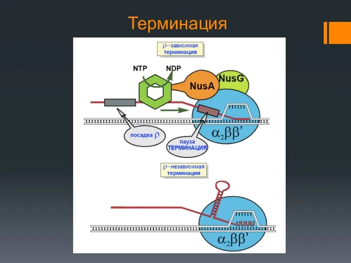 Терминация