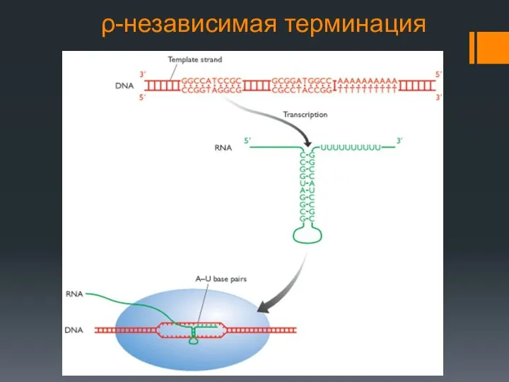 ρ-независимая терминация