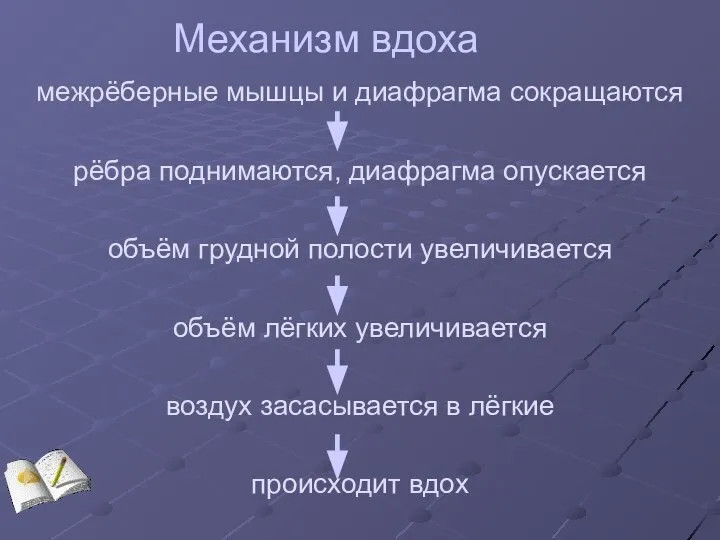 Механизм вдоха межрёберные мышцы и диафрагма сокращаются рёбра поднимаются, диафрагма опускается объём