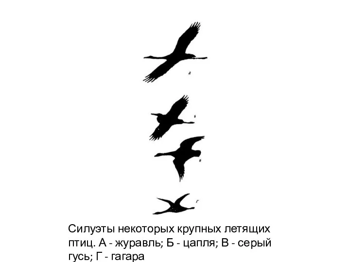 Силуэты некоторых крупных летящих птиц. А - журавль; Б - цапля; В