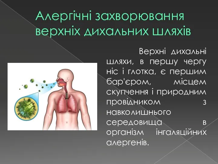 Алергічні захворювання верхніх дихальних шляхів Верхні дихальні шляхи, в першу чергу ніс
