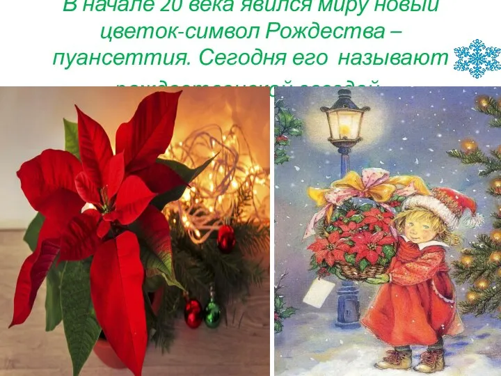 В начале 20 века явился миру новый цветок-символ Рождества – пуансеттия. Сегодня его называют рождественской звездой.