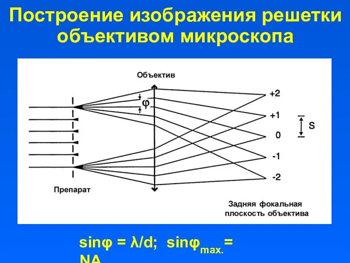 Построение изображения решетки объективом микроскопа sinφ = λ/d; sinφmax.= NАоб.