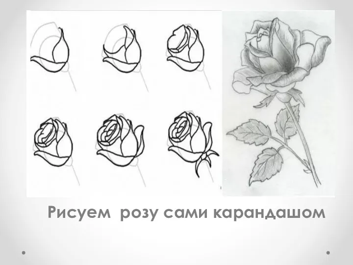 Рисуем розу сами карандашом