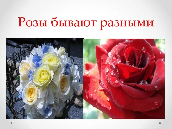 Розы бывают разными