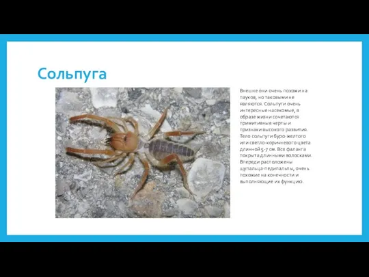 Сольпуга Внешне они очень похожи на пауков, но таковыми не являются. Сольпуги