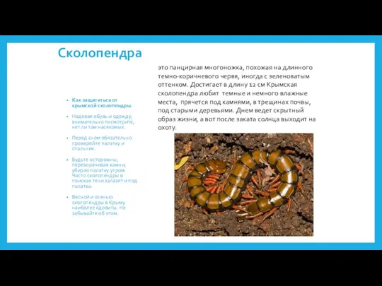 Сколопендра Как защититься от крымской сколопендры. Надевая обувь и одежду, внимательно посмотрите,