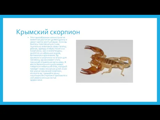 Крымский скорпион Это паукообразное членистоногое животное достигает 40 мм в длину и