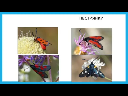 Бабочки Крыма ПЕСТРЯНКИ