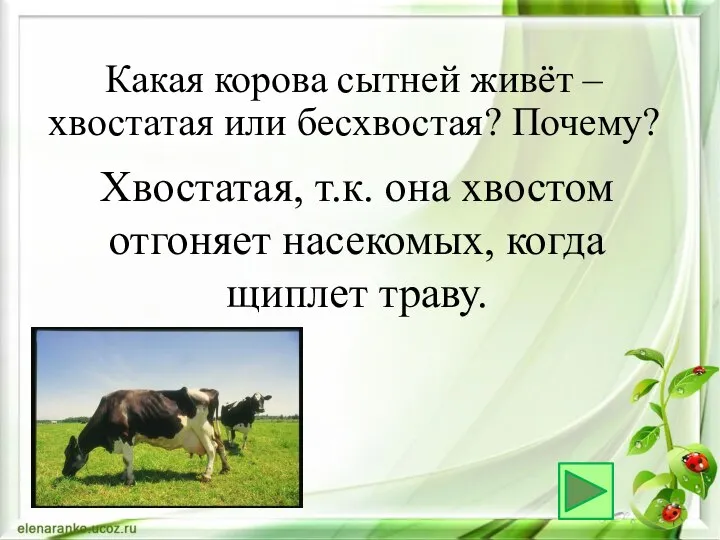 Хвостатая, т.к. она хвостом отгоняет насекомых, когда щиплет траву. Какая корова сытней