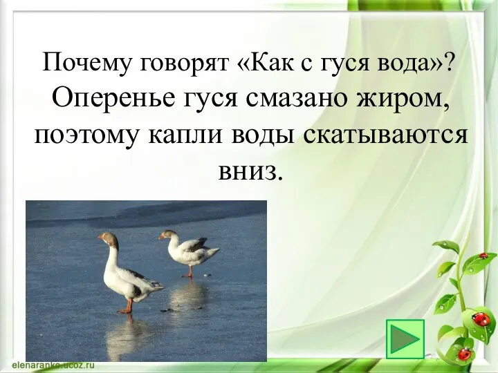 Оперенье гуся смазано жиром, поэтому капли воды скатываются вниз. Почему говорят «Как с гуся вода»?