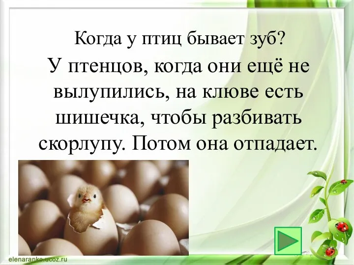 У птенцов, когда они ещё не вылупились, на клюве есть шишечка, чтобы