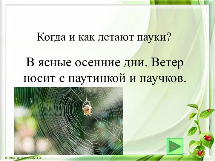 В ясные осенние дни. Ветер носит с паутинкой и паучков. Когда и как летают пауки?