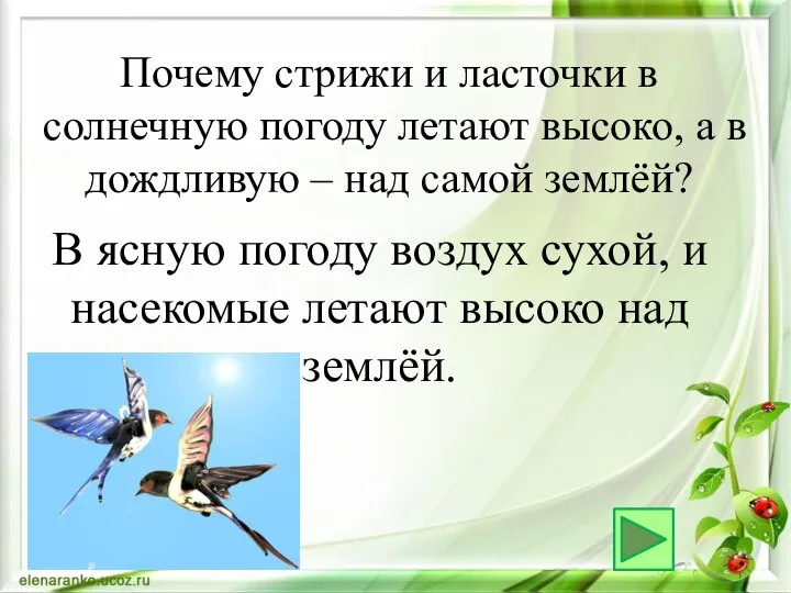 В ясную погоду воздух сухой, и насекомые летают высоко над землёй. Почему