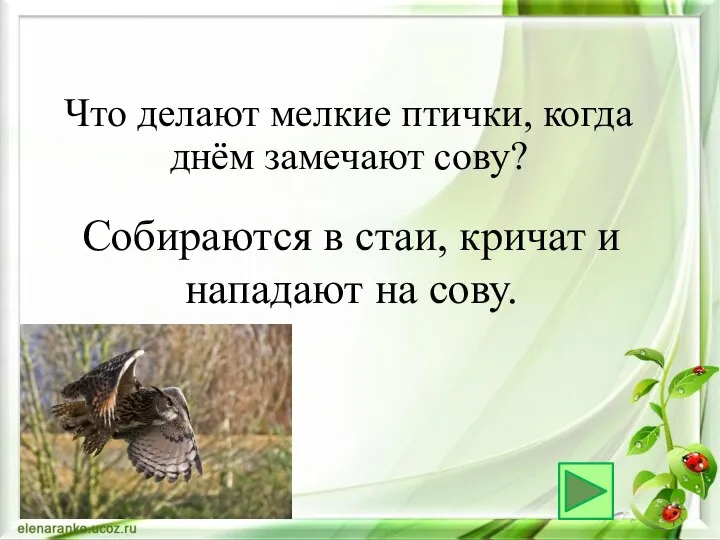 Собираются в стаи, кричат и нападают на сову. Что делают мелкие птички, когда днём замечают сову?