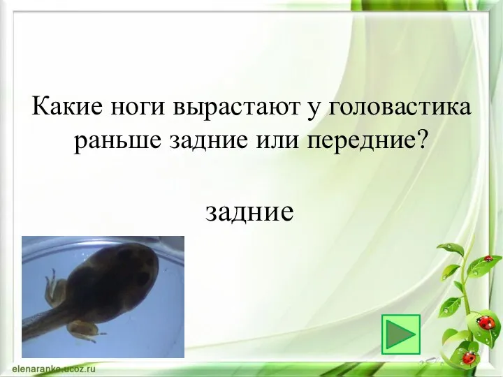 задние Какие ноги вырастают у головастика раньше задние или передние?