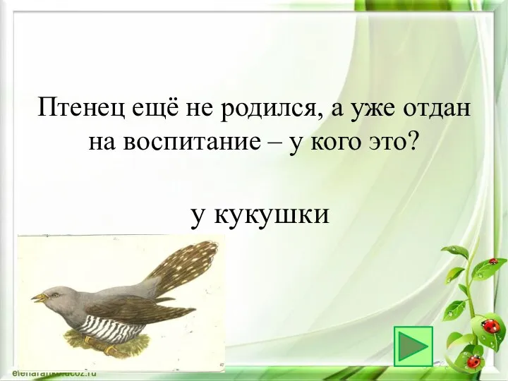 у кукушки Птенец ещё не родился, а уже отдан на воспитание – у кого это?