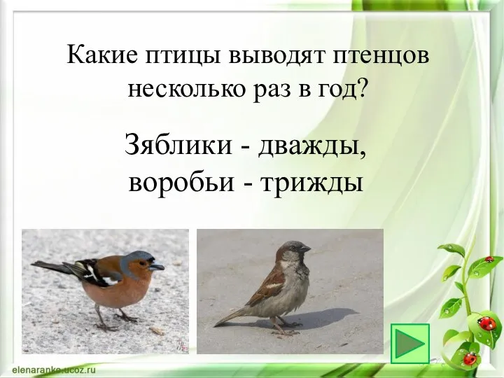 Зяблики - дважды, воробьи - трижды Какие птицы выводят птенцов несколько раз в год?