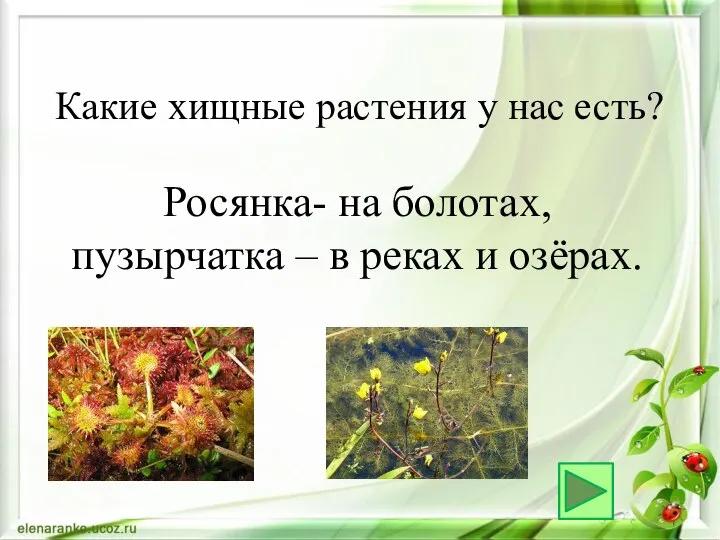 Росянка- на болотах, пузырчатка – в реках и озёрах. Какие хищные растения у нас есть?