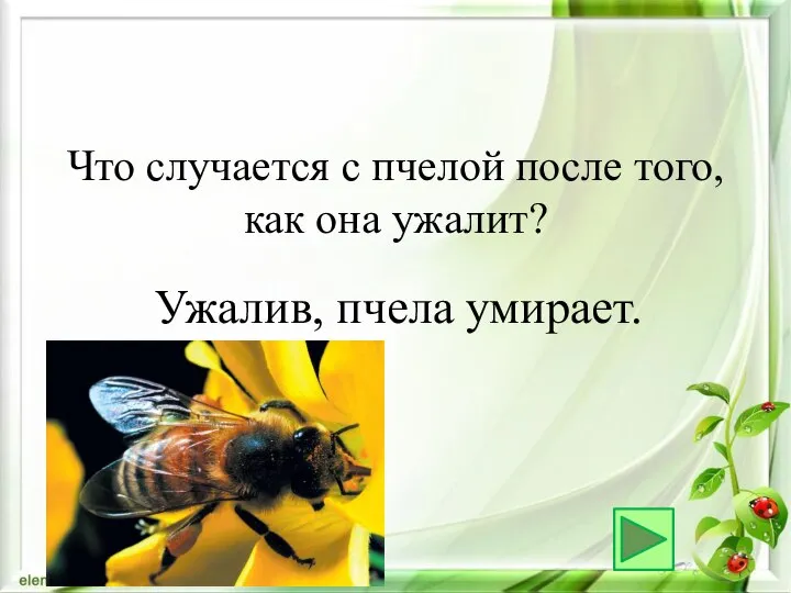 Ужалив, пчела умирает. Что случается с пчелой после того, как она ужалит?