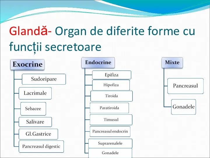 Glandă- Organ de diferite forme cu funcții secretoare