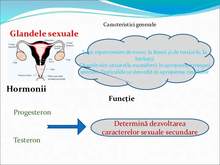 Glandele sexuale Sunt reprezentate de ovare, la femei şi de testicule, la