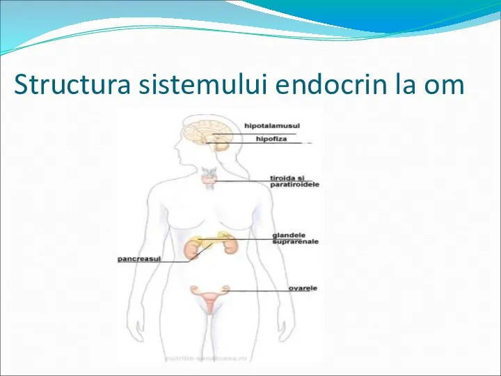 Structura sistemului endocrin la om