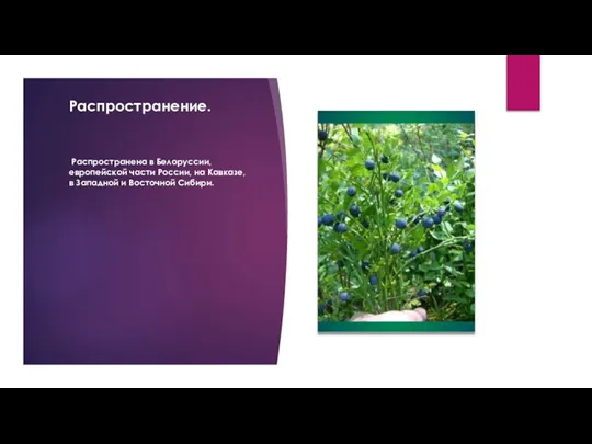 Распространение. Распространена в Белоруссии, европейской части России, на Кавказе, в Западной и Восточной Сибири.