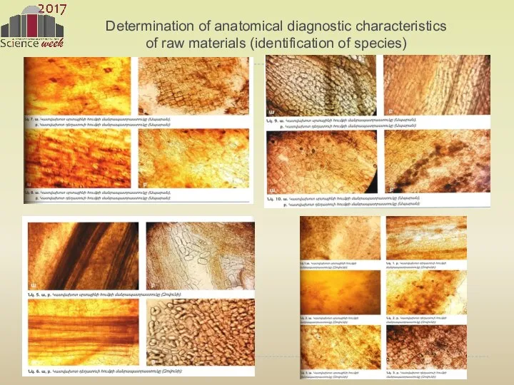 Determination of anatomical diagnostic characteristics of raw materials (identification of species)