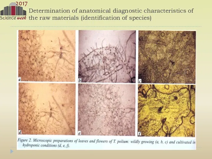 Determination of anatomical diagnostic characteristics of the raw materials (identification of species)